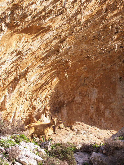 [20081213_132340_GrandeGrottaGoats.jpg]
Goats under the Grande Grotta. Time to head back to the boat to Kos.