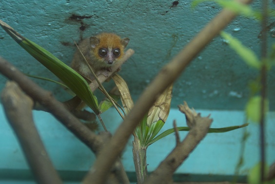 [20080929_131600_Microcebe.jpg]
A tiny microcebe lemur.