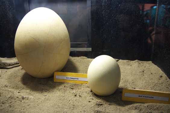 [20080929_133337_ElephantBirdEgg.jpg]
An egg from the extinct Aepyornis 'elephant-bird', much larger than the ostrich egg next to it.