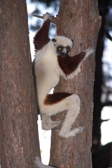 [20080929_140308_Lemur.jpg]
A sifaka lemur.