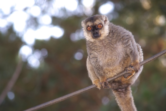 [20080929_140359_Lemur.jpg]
A brown lemur, one of the many species of lemur present in Madagascar.