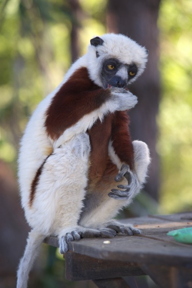 [20080929_140552_Lemur.jpg]
A sifaka lemur eating some fruit.