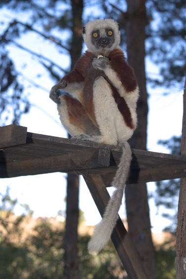 [20080929_140621_Lemur.jpg]
A sifaka lemur.