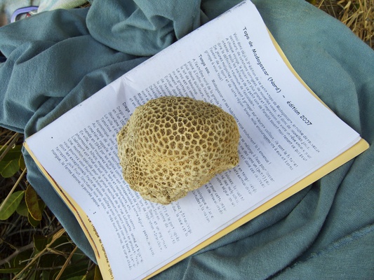 [20081005_140700_Corals.jpg]
One of the many pieces of coral covering the beach comes in handy to keep the guidebook open at the right page. Michel Piola was here, putting up routes with his usual talent, as well as penning the guidebook covering the islands and the Montagne des Français. Unfortunately it doesn't cover the Perroquet.