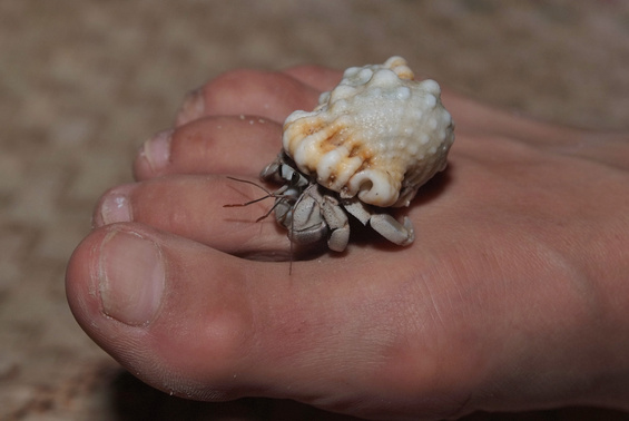 [20081005_195648_HermitCrab_.jpg]
Playing footsy with a hermit crab.