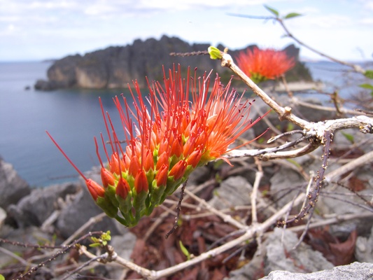 [20081006_150827_FireFlower.jpg]
A strange toothbrush-like flower growing on the summit of the island.