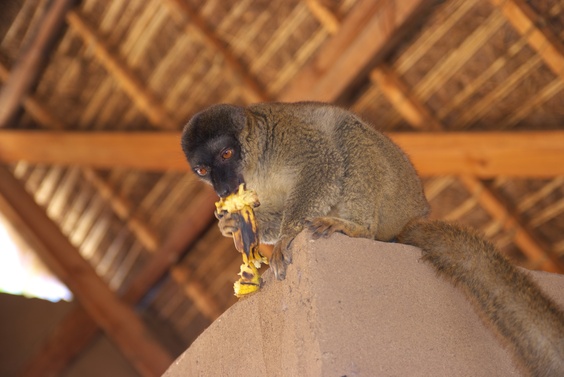 [20081016_113647_Lemur.jpg]
Brown lemur eating a banana.