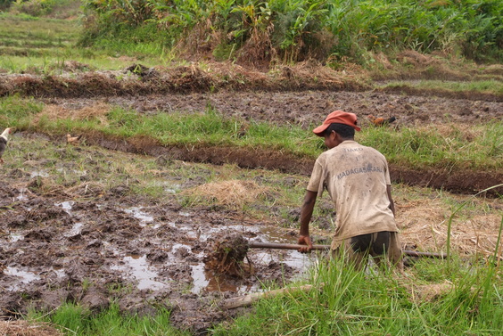 [20081024_092635_Villages.jpg]
Work in the rice paddy.