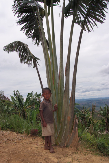 [20081024_112151_TravelersTree_Villages_.jpg]
The son of our cook showing a Traveler's Tree, one of the symbols of Madagascar.