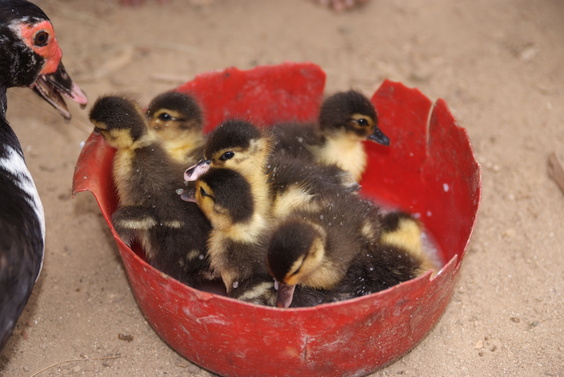 [20081024_145258_Ducklings.jpg]
Ducklings taking a bath in their food bowl back in the village.
