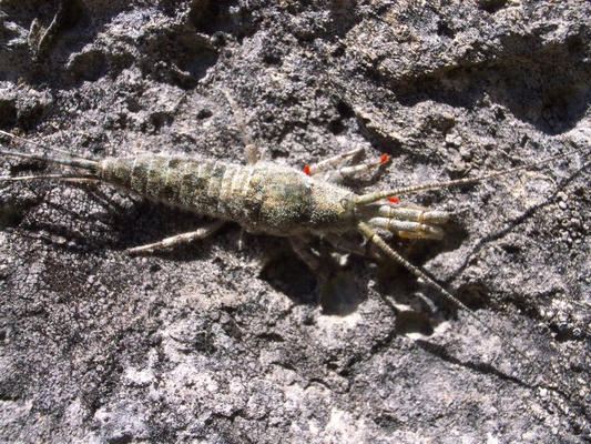 [20070728-130416_CroixDesTetes.jpg]
Strange insect (or tiny lobster ?) crawling on the rock.