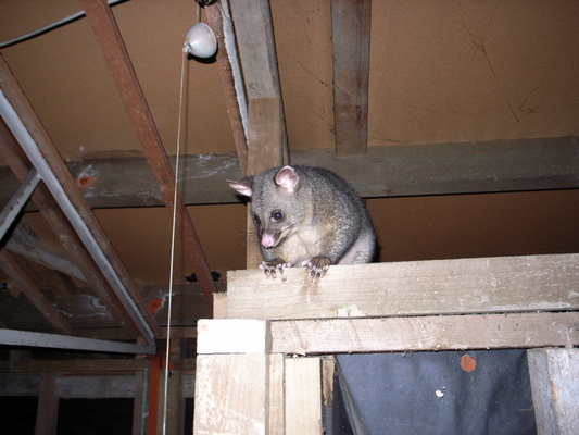 [20051221_0225_Opposum.jpg]
A hungry possum looking at our meal preparation inside a hut in the Darren mountains, NZ.