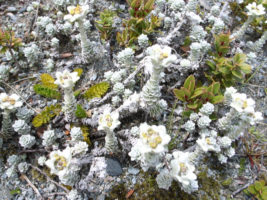 [20051226_0359_Edelweiss.jpg]
A bunch of edelweiss on the Copland ridge.