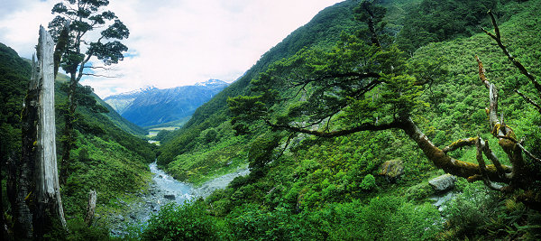 [MatutikiRiverPano.jpg]
Farther down the valley, near where the Bevan col descent meets the French Ridge trail, panorama of the Matukituki valley, river and forest.