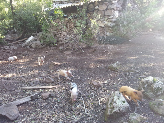 [20121103_100249_CalaGononeMTB.jpg]
Semi-wild piglets everywhere in the shrubs inland from Cala Gonone.