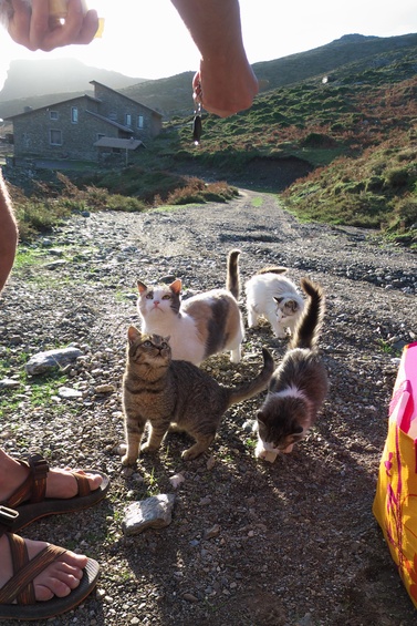 [20121109_081520_PuntaMarmoraMTB.jpg]
Family of hungry cats next to the s'Arena hut below the Punta La Marmora.