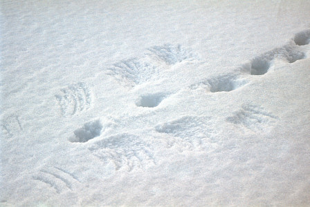 [PtarmiganTracks.jpg]
Ptarmigan take-off tracks.