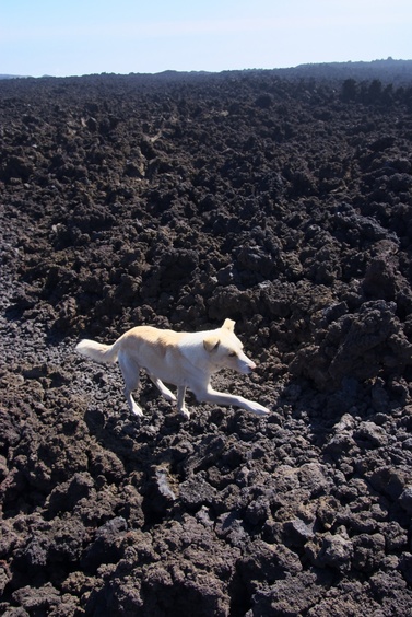 [20091007_141944_Etna.jpg]
Dog on a lava field.