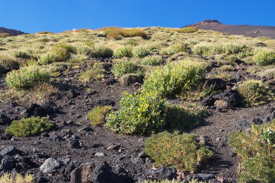 [20091007_162136_Etna.jpg]
At lower altitude some pants are visible. Although volcano ash is a very good terrain for plants to grow, the high altitude and dryness makes it inhospitable above 2000m. Among the few plants growing that high is a chamomile. Farther down there are plenty of orchards and vineyards.