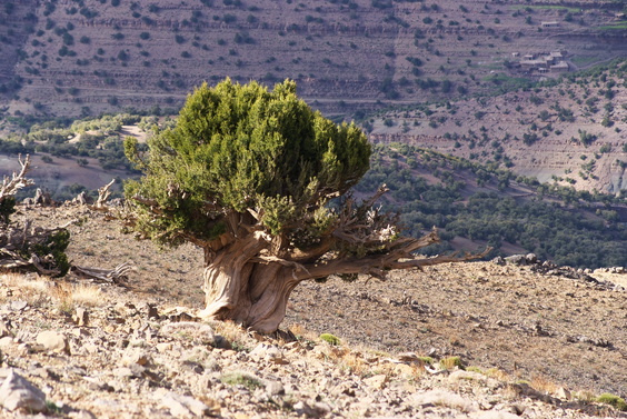 [20120503_183327_OldJuniper.jpg]
Ancient juniper tree on the Atlas slopes.