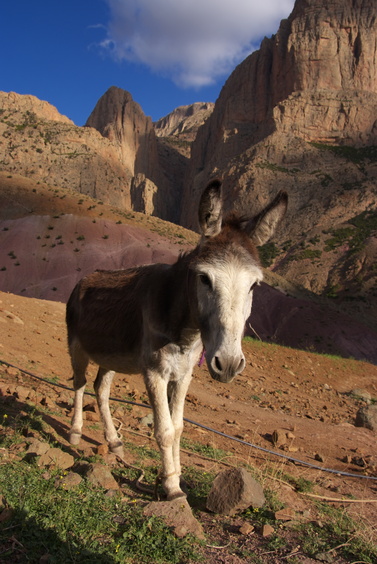 [20120503_193954_Donkey.jpg]
Donkey off work.