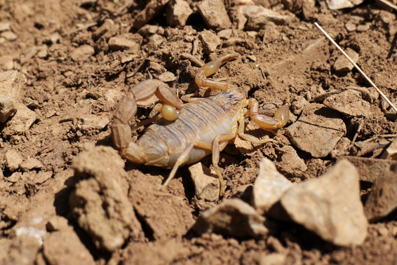 [20120505_162848_Scorpion.jpg]
Beware when you pick up rocks to make a cairn: there are plenty of fat scorpions under the stones. This one is a good 5cm long.