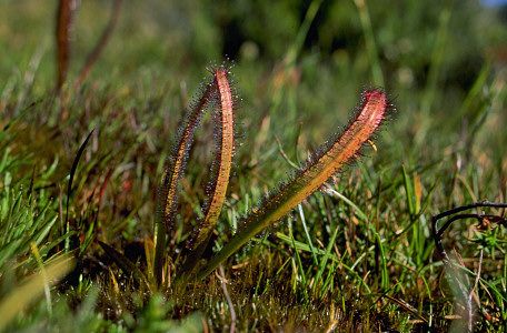 [Carnivorous.jpg]
A carnivorous plant, Drosera Arcturi, found on a wetland below the summit of Federation Peak. The flower is large, white and borne singly in the late summer. The growing season is only 3 or 4 months long as the winters are very cold (information provided courtesy of Flytrap).