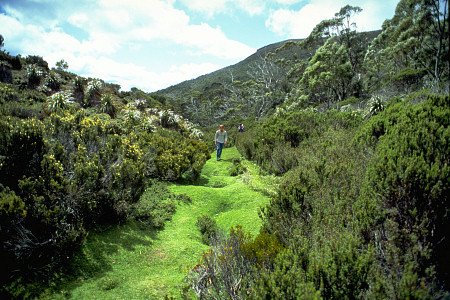 [CarpetMoss.jpg]
Going to Mt Rufus on the Overland Track. Walking on some strange carpet moss. Green and hard with little flowers embedded. Cute. Eucalyptus everywhere in various shapes, from bushes to very tall trees.