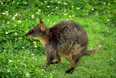 [Wallabie.jpg]
A cousin of the kangaroo, the wallaby. The difference between both is subject to much discussion. What I gathered is that the wallaby is generally smaller, has got smaller and rounder ears, walks more than jumps, and tends to go on all fours.