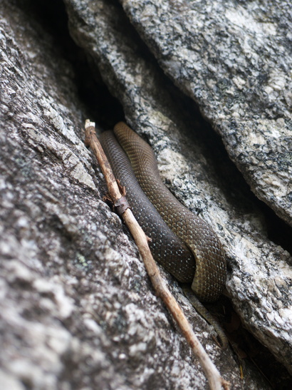 [20110728_134139_ValDiMelo.jpg]
A snake stuck into a crack in the middle of a slab 20m above ground, with no way out. As it was the best hold around (I mean the crack, not the snake), I picked it up with a stick and deposited it on the ground. Who knows how long it'd been there.