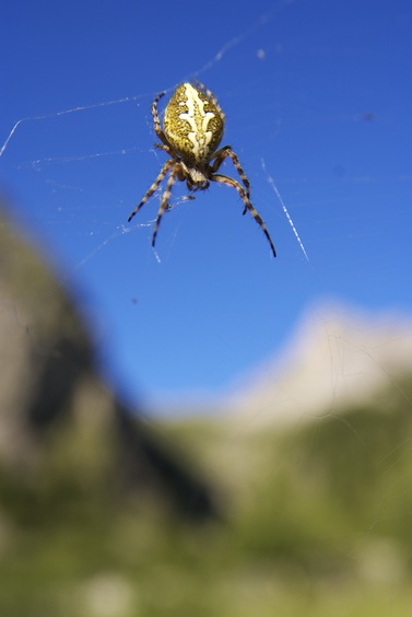 [20070714_193051_Spider.jpg]
Spider in Vanoise.
