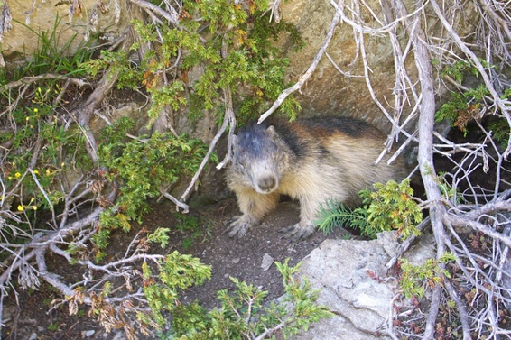 [20070715-182358_Marmotte.jpg]
Sleepy marmot getting out of its hole.