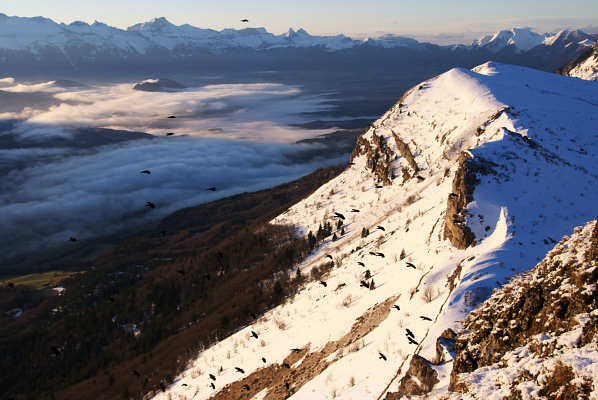 [20090403_073945_PaleChoucas.jpg]
Plenty of choucas (Alpine Chough) take their flight as the sunlight reaches the summit.