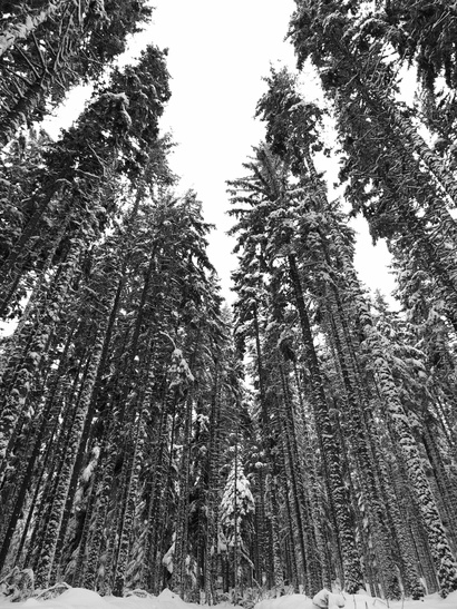 [20110228_120038_LansPiste.jpg]
Pine forest in winter.