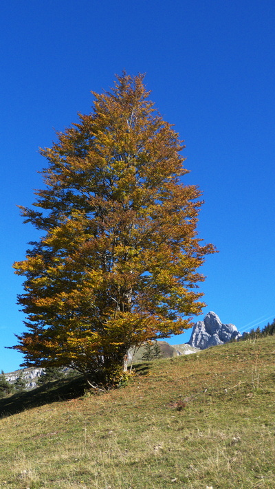 [20111018_123001_Gerbier.jpg]
Autumn on the Vercors plateau.