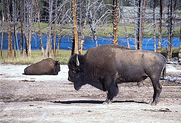 [Bison.jpg]
Bison / buffalo in Yellowstone.