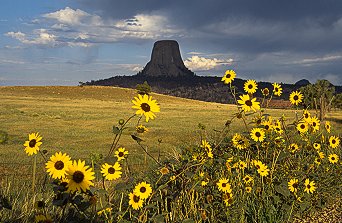 [DT_Sunflower.jpg]
Morning light on the tower, as seen from the Black Hills