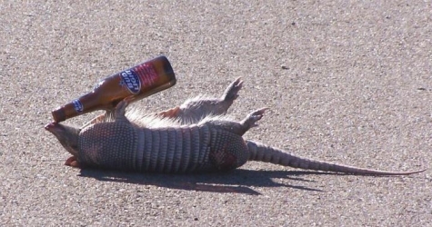 [ArmadilloBeer.jpg]
Thirsty armadillo...