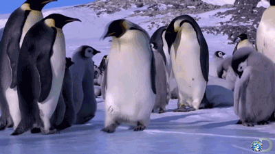 [FallingPenguin.gif]
Penguin slipping on ice