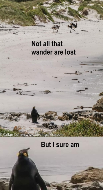 [LostPenguin.jpg]
Lost penguin