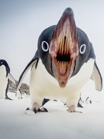 [PenguinMouth.jpg]
Another sudden close up of a penguin mouth (not my pic, author unknown)
