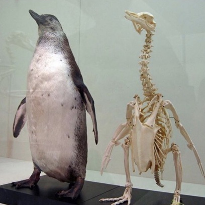[PenguinNeck.jpg]
A penguin skeleton showing a longer neck than expected