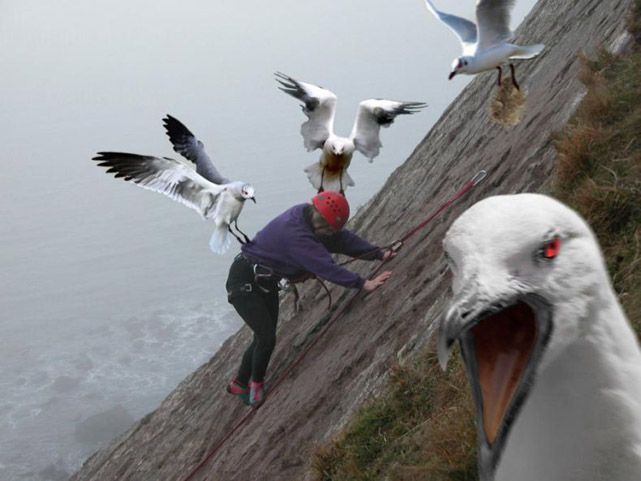 [SeagullClimbing.jpg]
After Dancing with Wolves: Climbing with Seagulls
