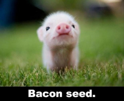 [bacon-seeds.jpg]
Bacon seed