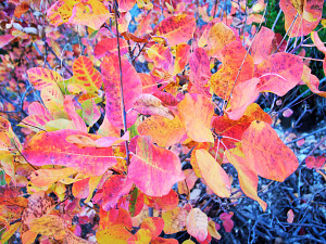 Colored autumn leaves