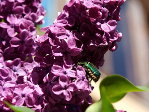 Green bug on purple flower (I don't know much, ain't I)
