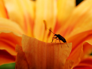 Insect on orange flower (sorry if that's vague, write me if you know more)