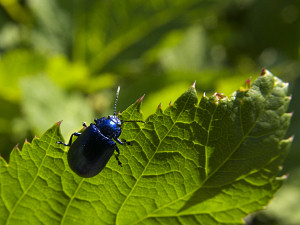 Blue beetle on green leaf
