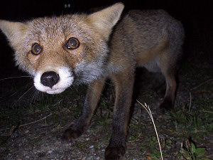 [20070908-210640_Fox.jpg]
Cute friendly fox.