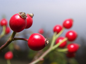 Rosa canina fruits, also known as rosehip